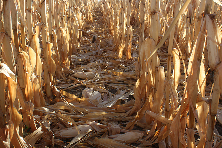 Corn with severe ear drop