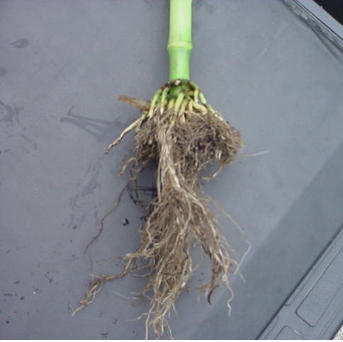 Limited root growth due to sidewall compaction