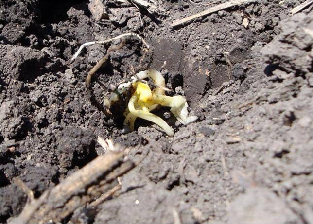 Corn seedling damage by chilling injury