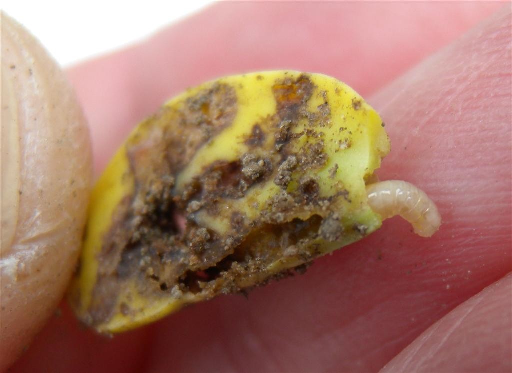 Seedcorn maggot injury to corn kernel