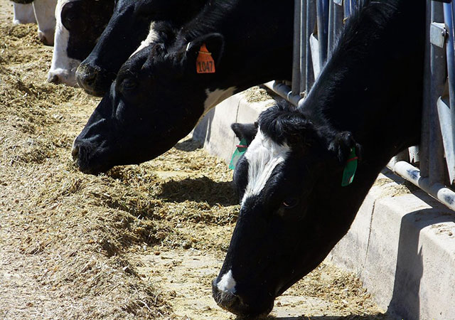 Dairy cattle feeding in bunk