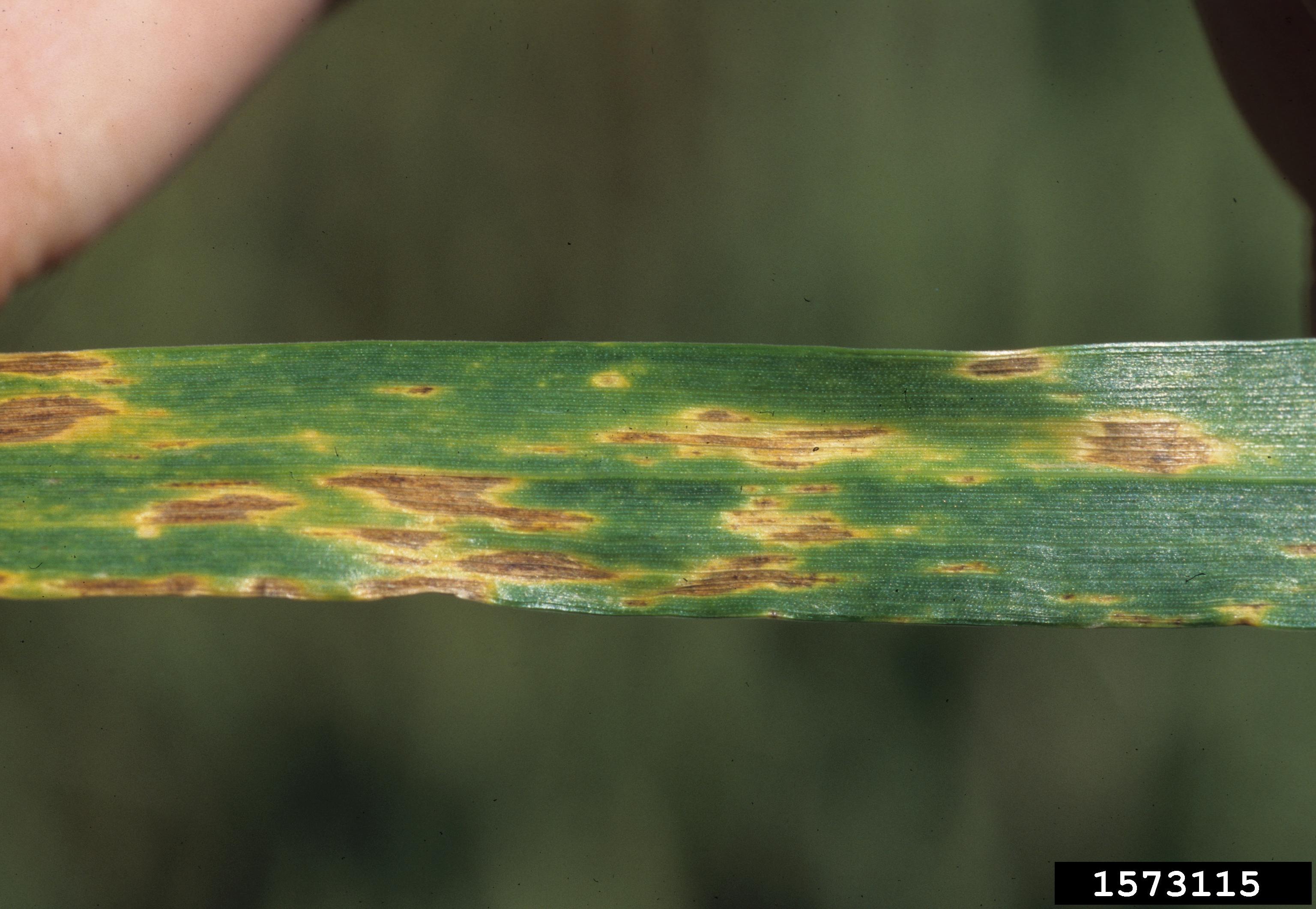 Septoria tritici blotch.