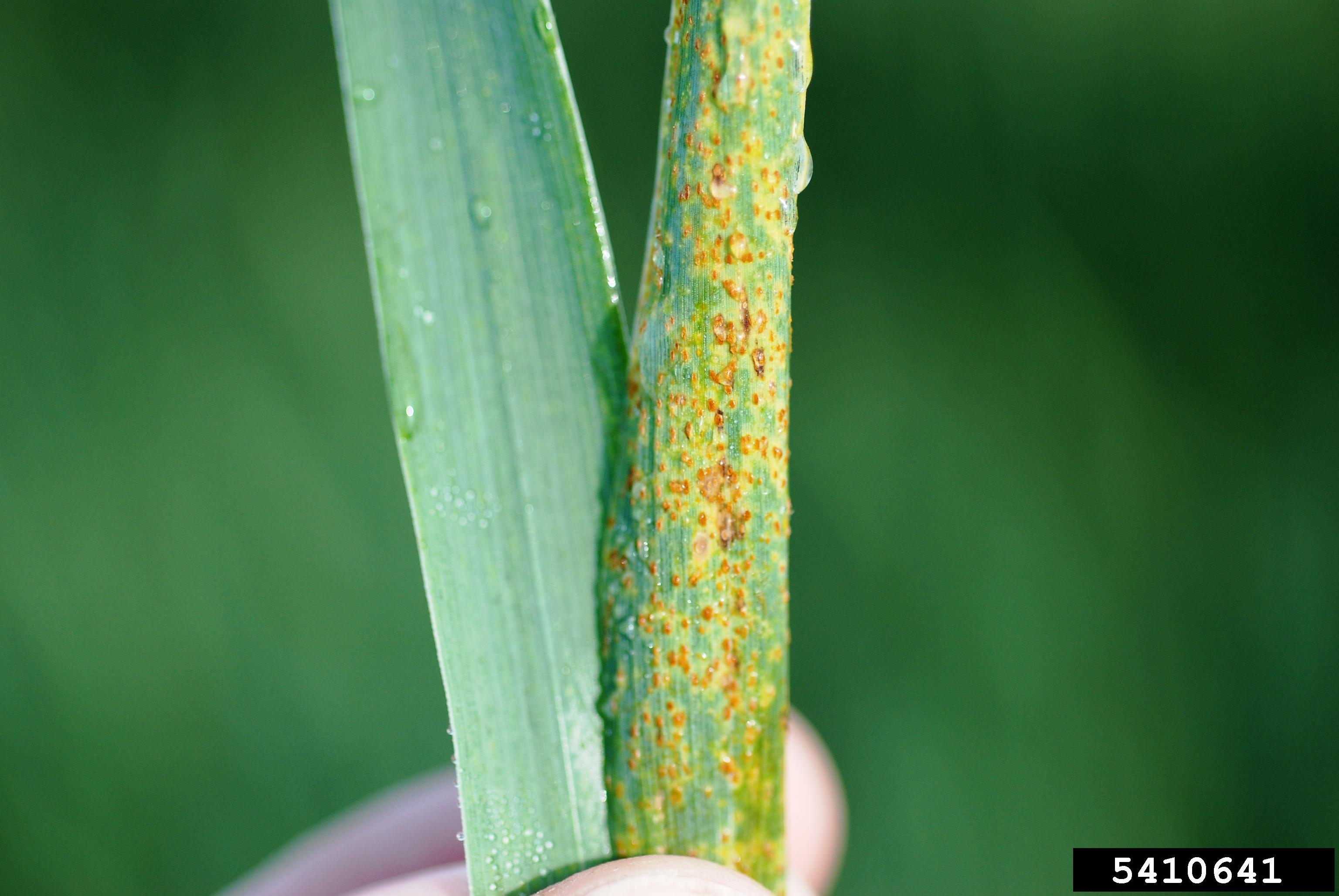 Leaf rust.