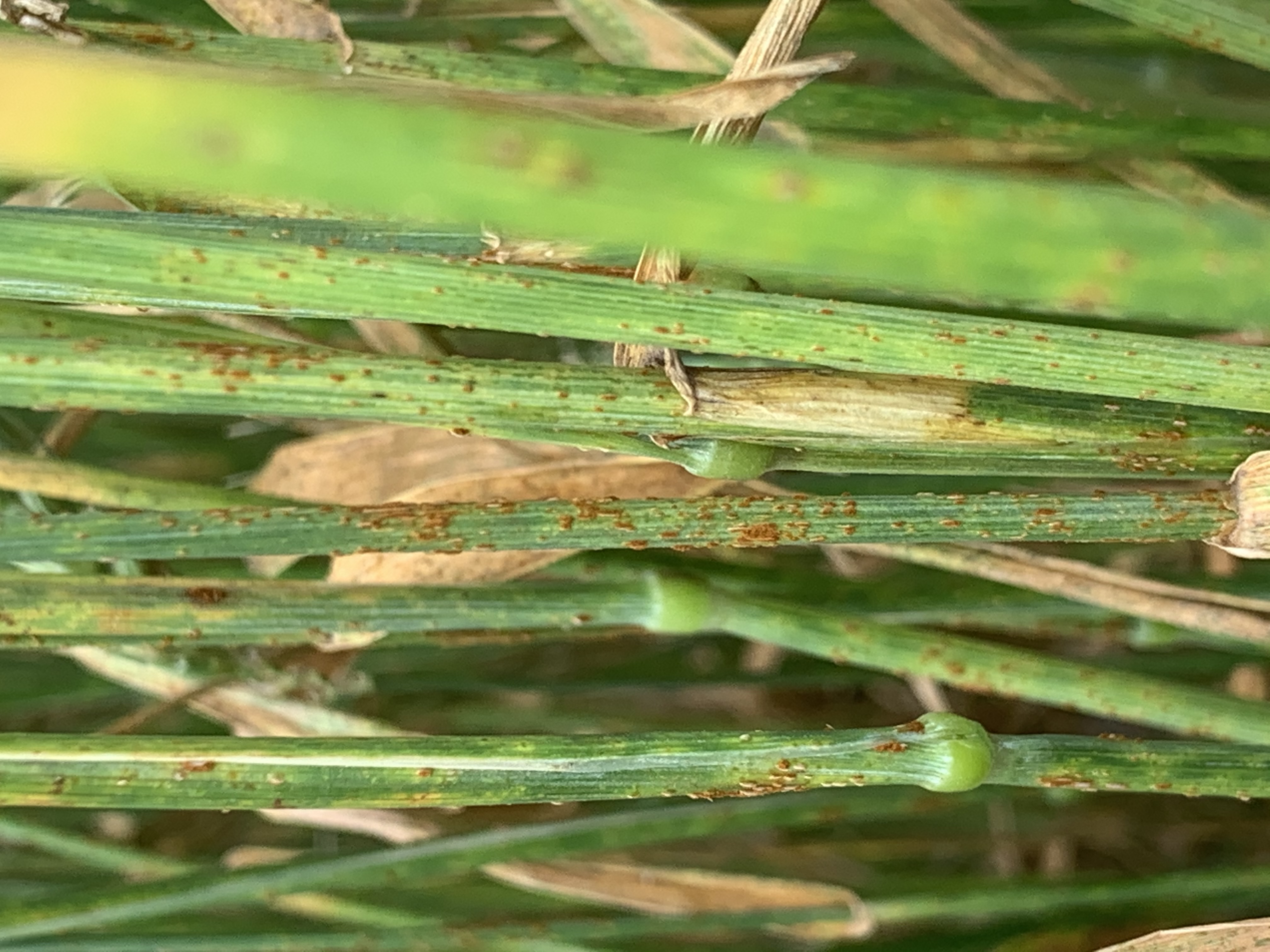 Stem rust