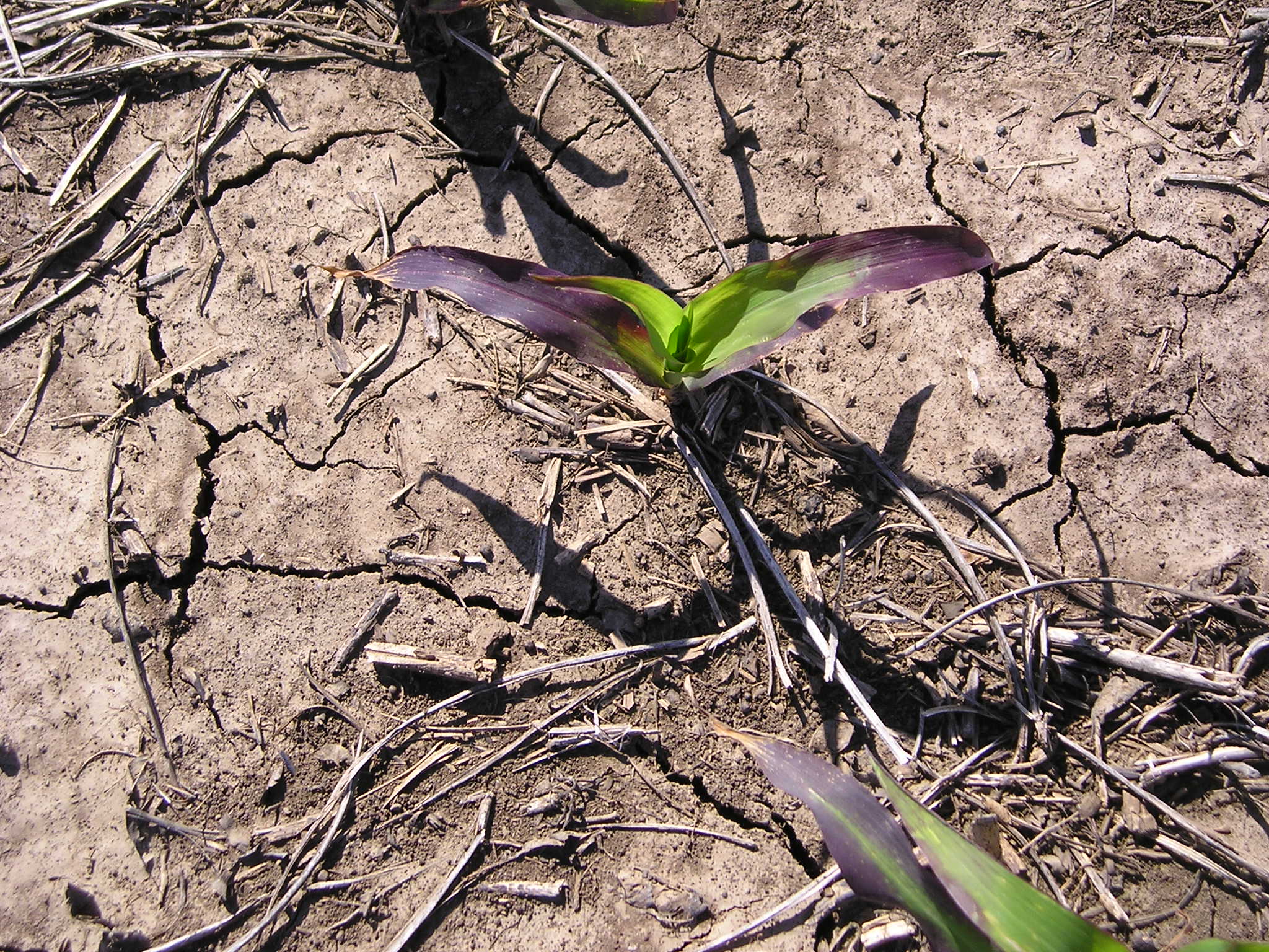 Purple corn leaves due to weather conditions