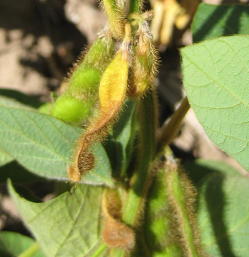 Aborted soybean seed pods