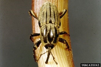 Maize billbug.