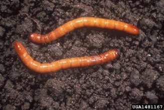 Wireworms.