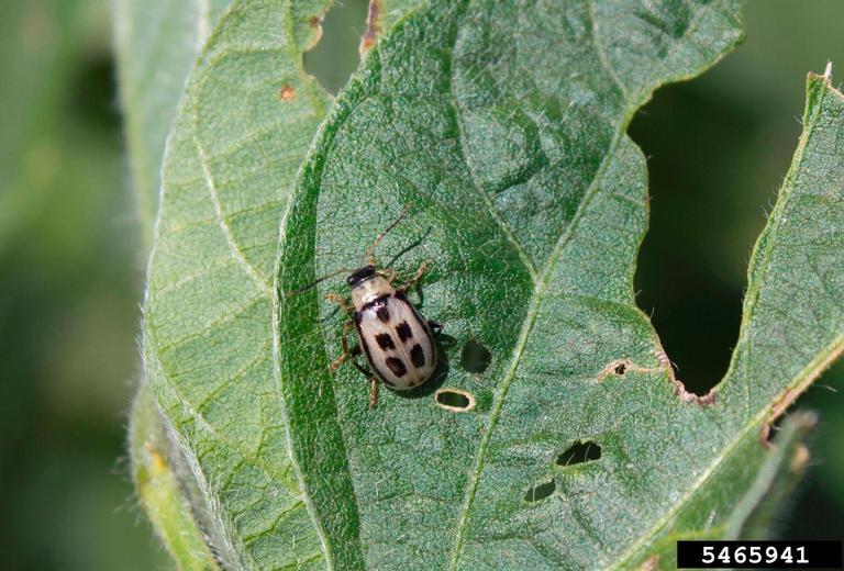 Early Season Insects of Soybean in Canada