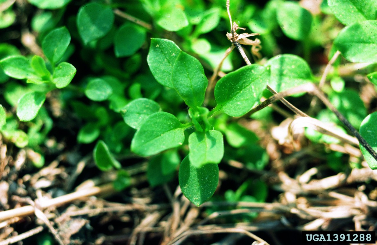 Chickweed, a winter annual weed, can germinate all year round if the weather is good.