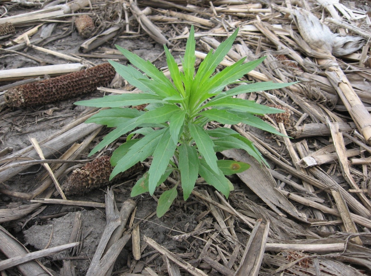 Canada fleabane is best to control when it is small in the seedling or rosette stage before bolting in the spring.