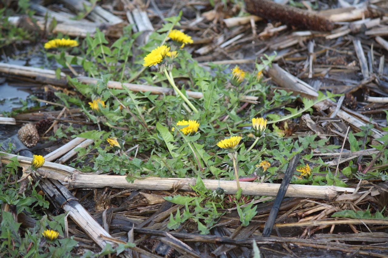 Dandelion plants grow more actively under cool fall conditions.