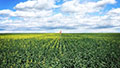 Maturity differences in canola