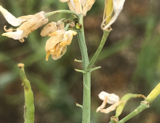 Flowers with heat damage and shortened stamens.