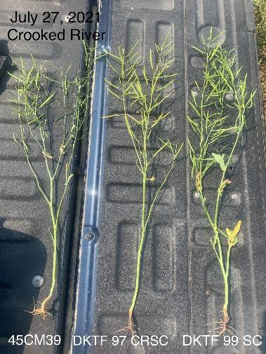 Canola impacted by heat and drought stress.