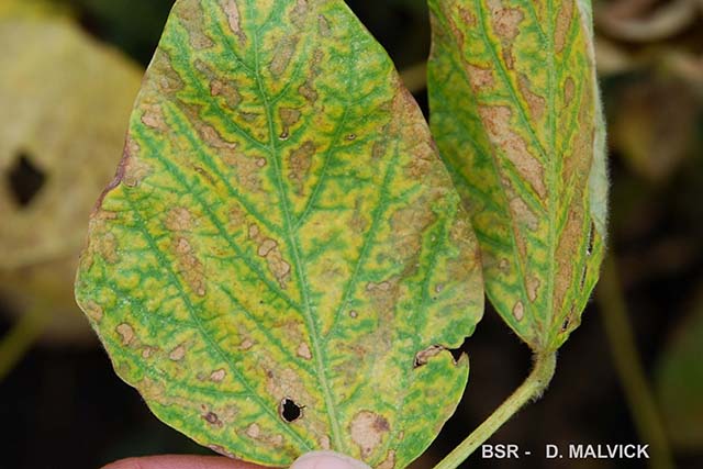 How to Distinguish the Difference Between Phytophthora and Stem Canker ...