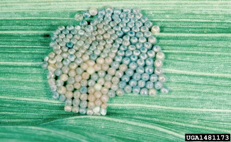 Egg mass of western bean cutworm just prior to hatch