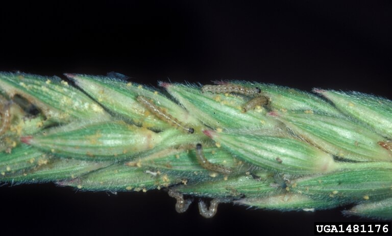 Larvae feeding on pollen and pollen sacs