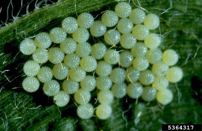 Egg mass of western bean cutworm