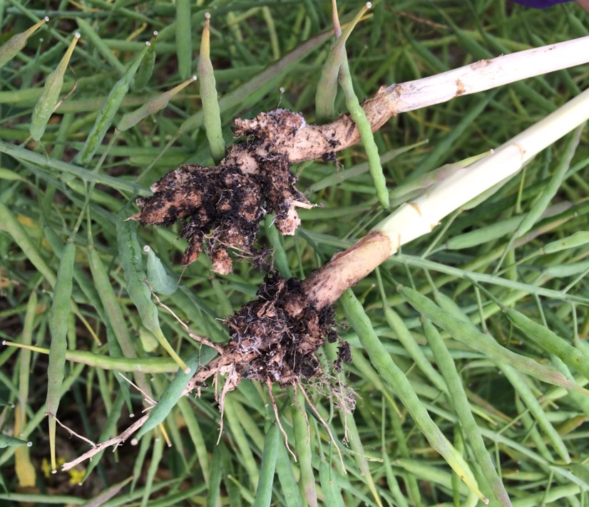 Clubroot galls on canola roots