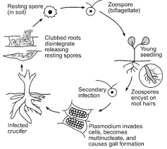 Lifecycle of Plasmodiophora brassicae