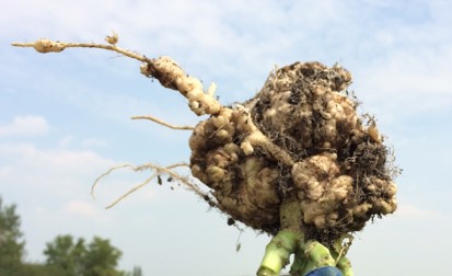 Clubroot galls on canola roots