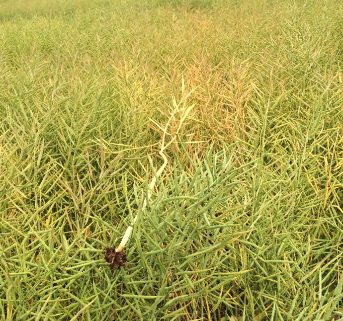 Canola yellowing associated with clubroot