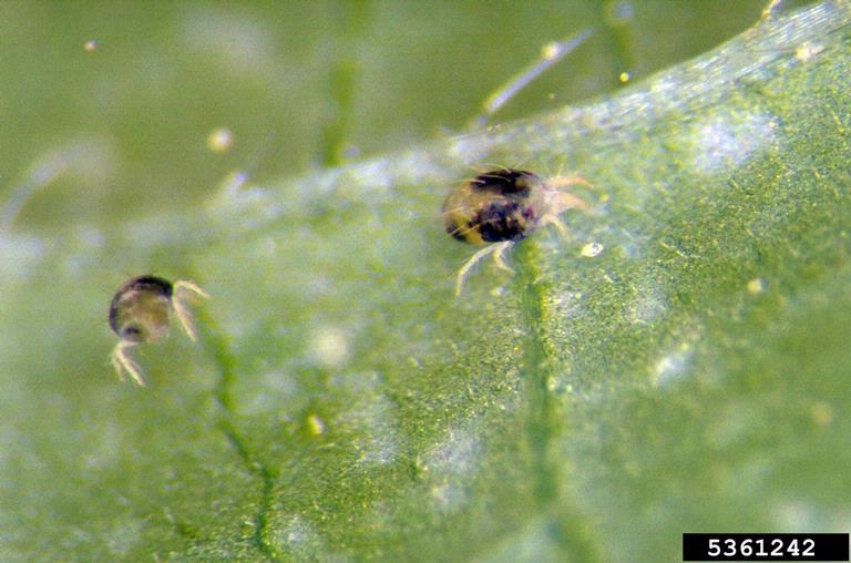 Twospotted spider mite females.