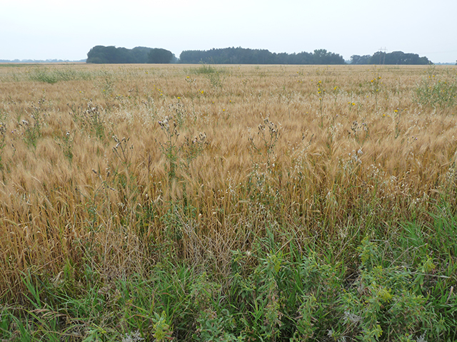 Maturing wheat field with perennial weeds.