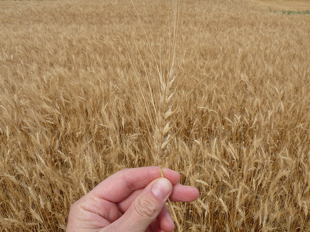 Wheat spike harvest maturity