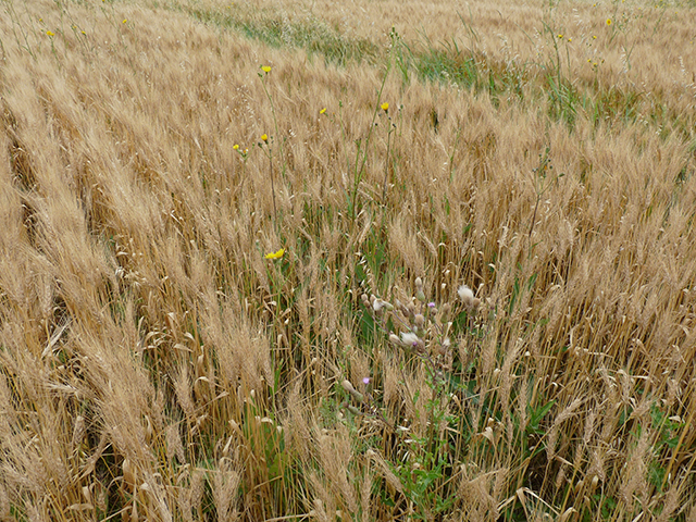 Canada thistle and sow thistle at ideal staging for preharvest application in wheat