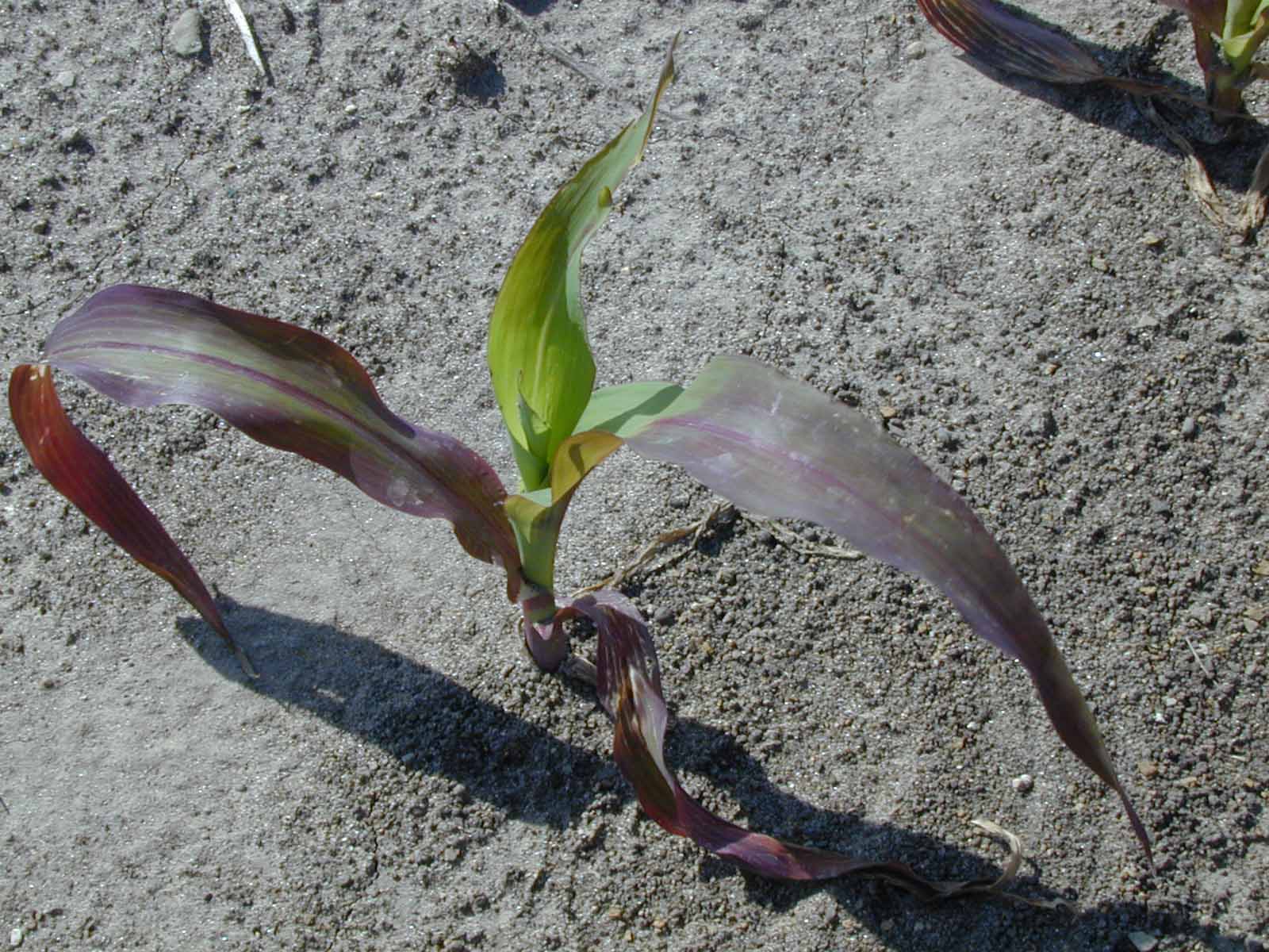 Young corn plant showing symptoms of phosphorus deficiency