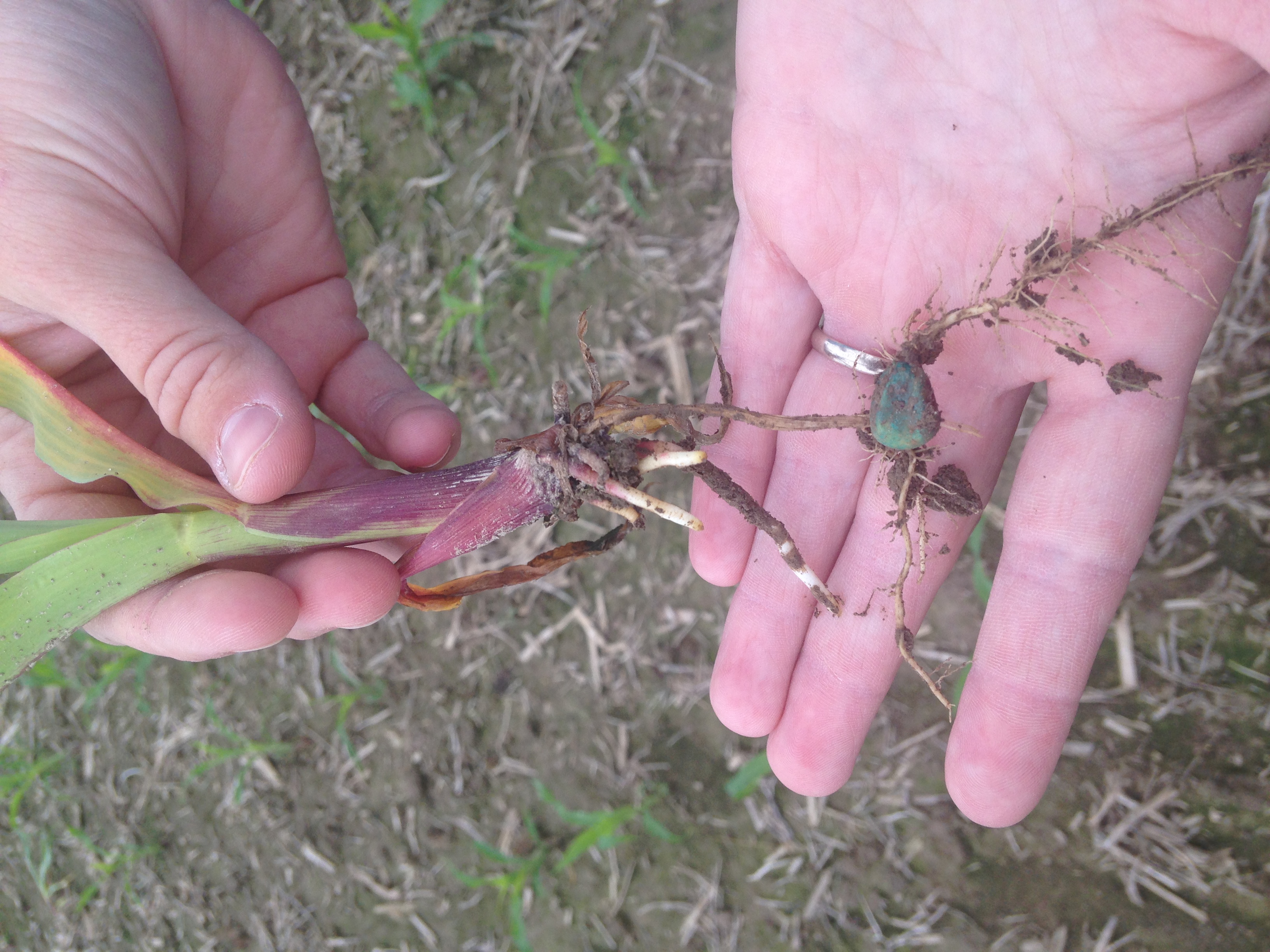 Restricted root growth has resulted in purpling because the seedling is unable to absorb phosphorus