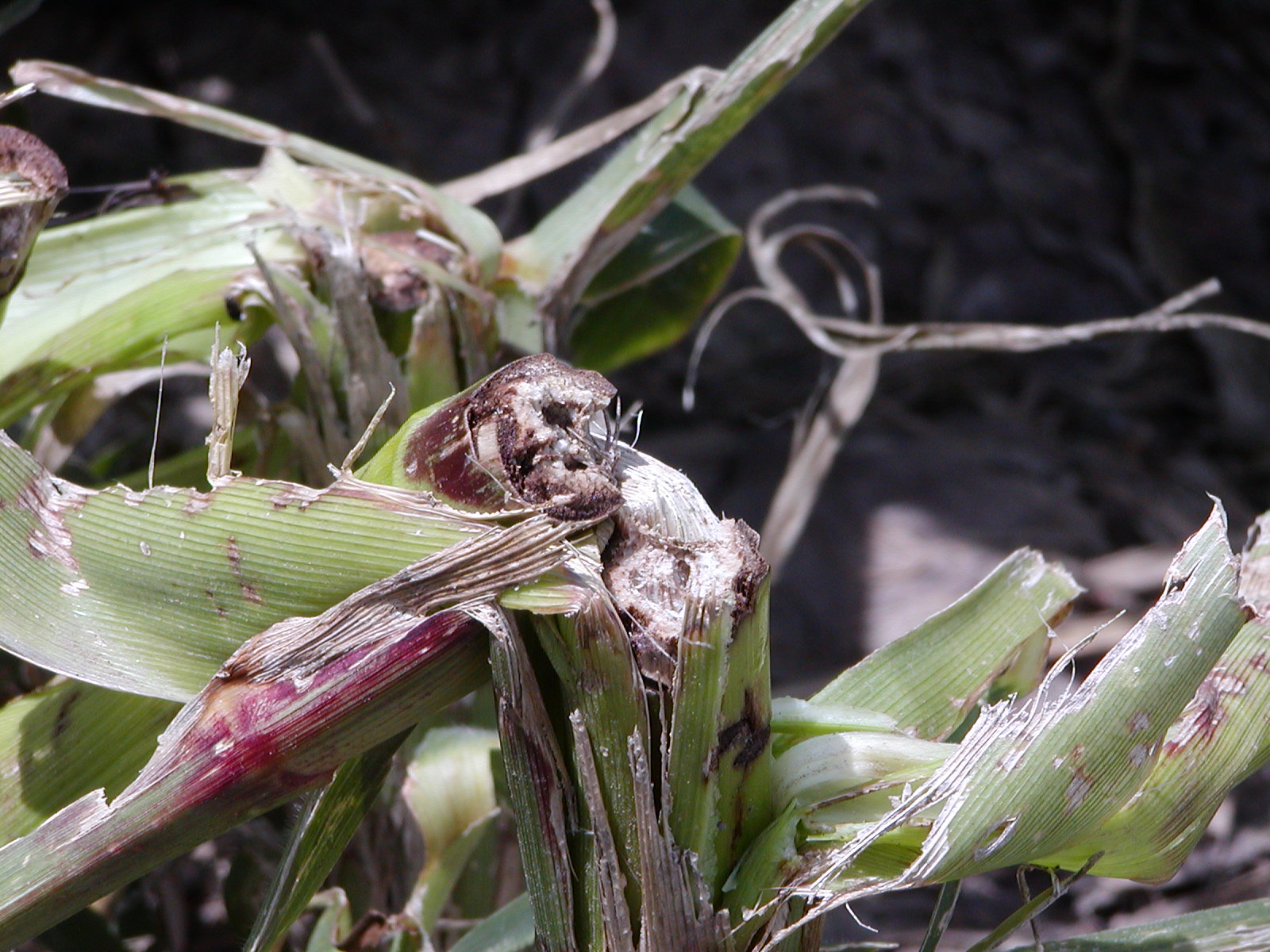 Hail damaged plant showing signs of purpling because plant sugar movement is restricted at the point of stalk breakage