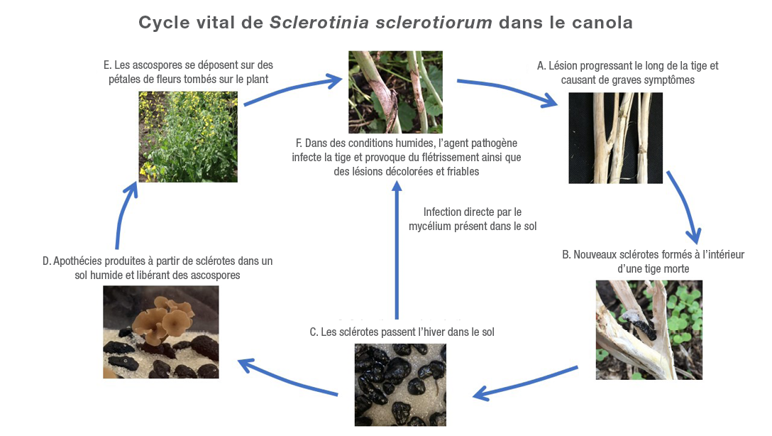 Cycle vital de S. sclerotiorum et symptômes de l’infection dans le canola