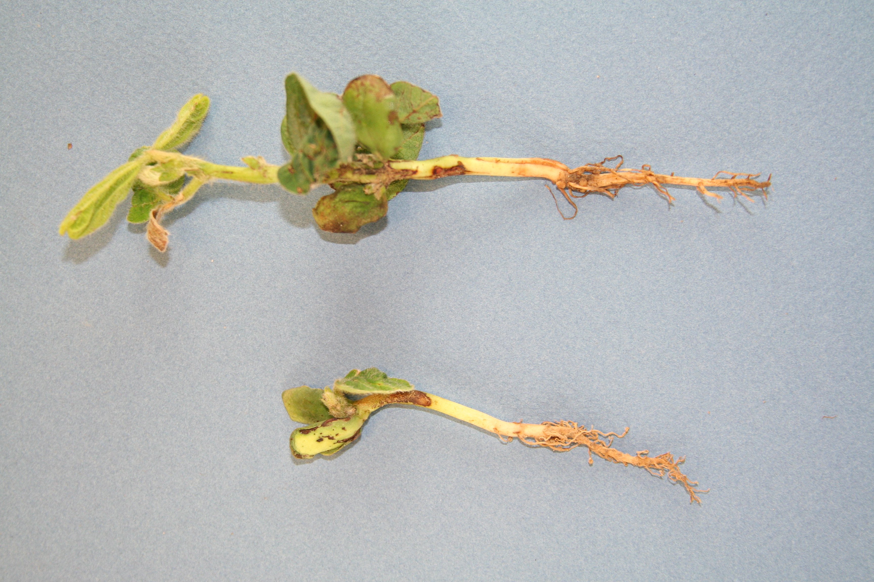 Images of soybean seedlings with flumioxazin damage