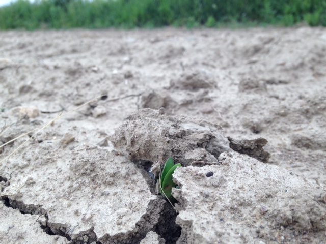 Occasionally, one or both cotyledons can be pulled off as the hypocotyl struggles to break through the crust. Having no cotyledons means the seedling will likely die; however, negligible yield loss is expected if only one cotyledon breaks off.