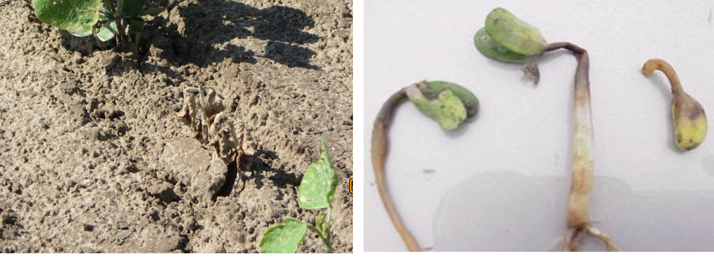 Symptoms of pythium damping off may be observed as a loss in plant stand when seedlings die after emergence and Early pythium infection; soybean hypocotyls may become girdled or mushy, indicating disease.