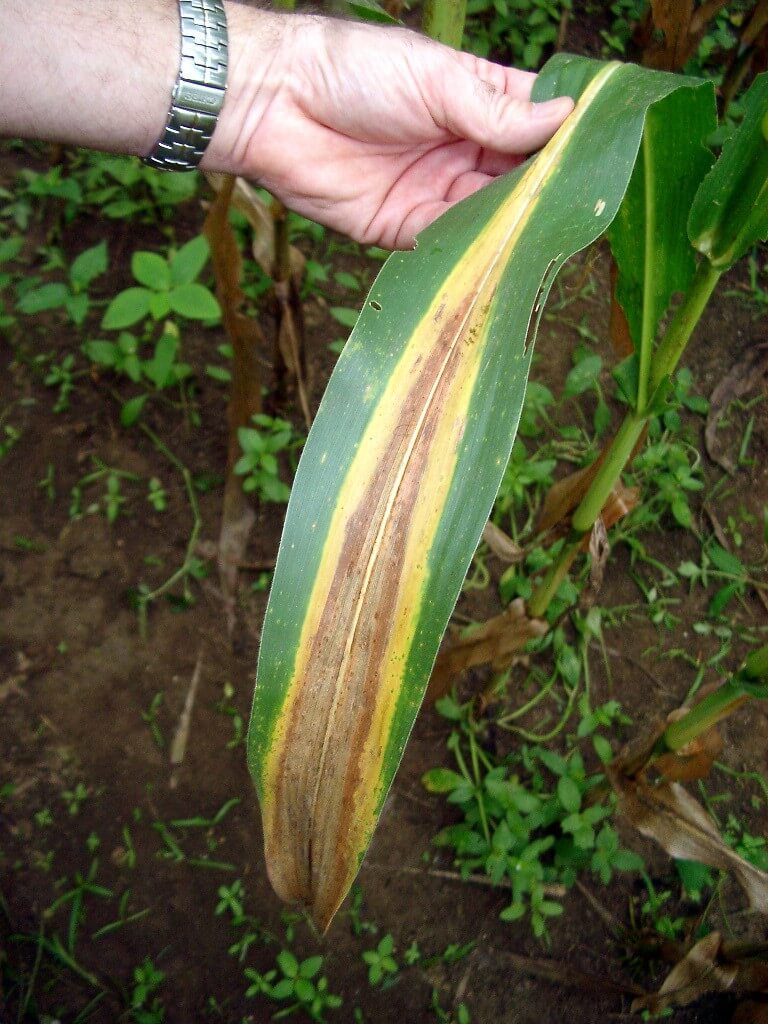 Corn leaf showing N deficiency