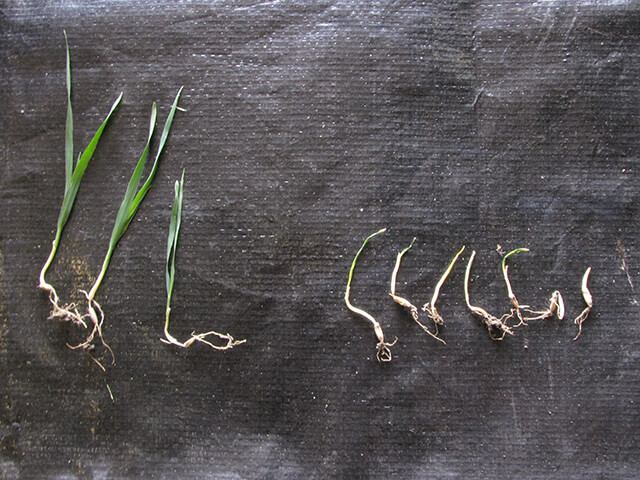 Malformed leaves of green foxtail as a result of Group 15 herbicide.