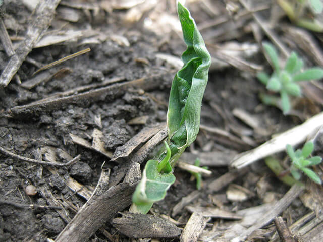 Malformed leaves of green foxtail as a result of Group 15 herbicide.