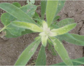 Bleaching of growing point of kochia caused by Group 27 herbicide