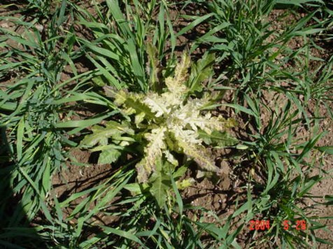 Bleaching of growing point of Canada thistle caused by Group 27 herbicide