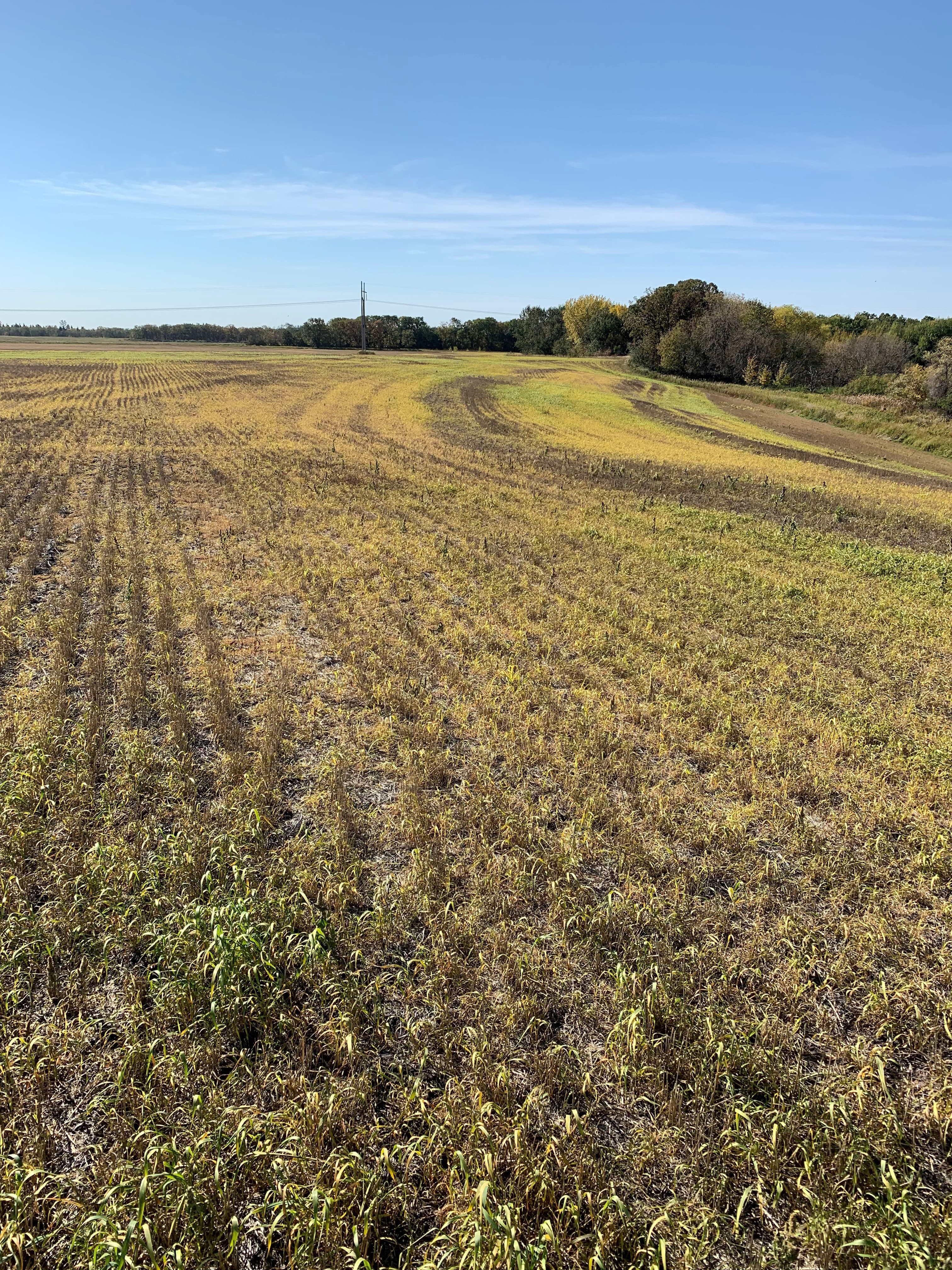 Symptoms of glyphosate application on grassy weeds.