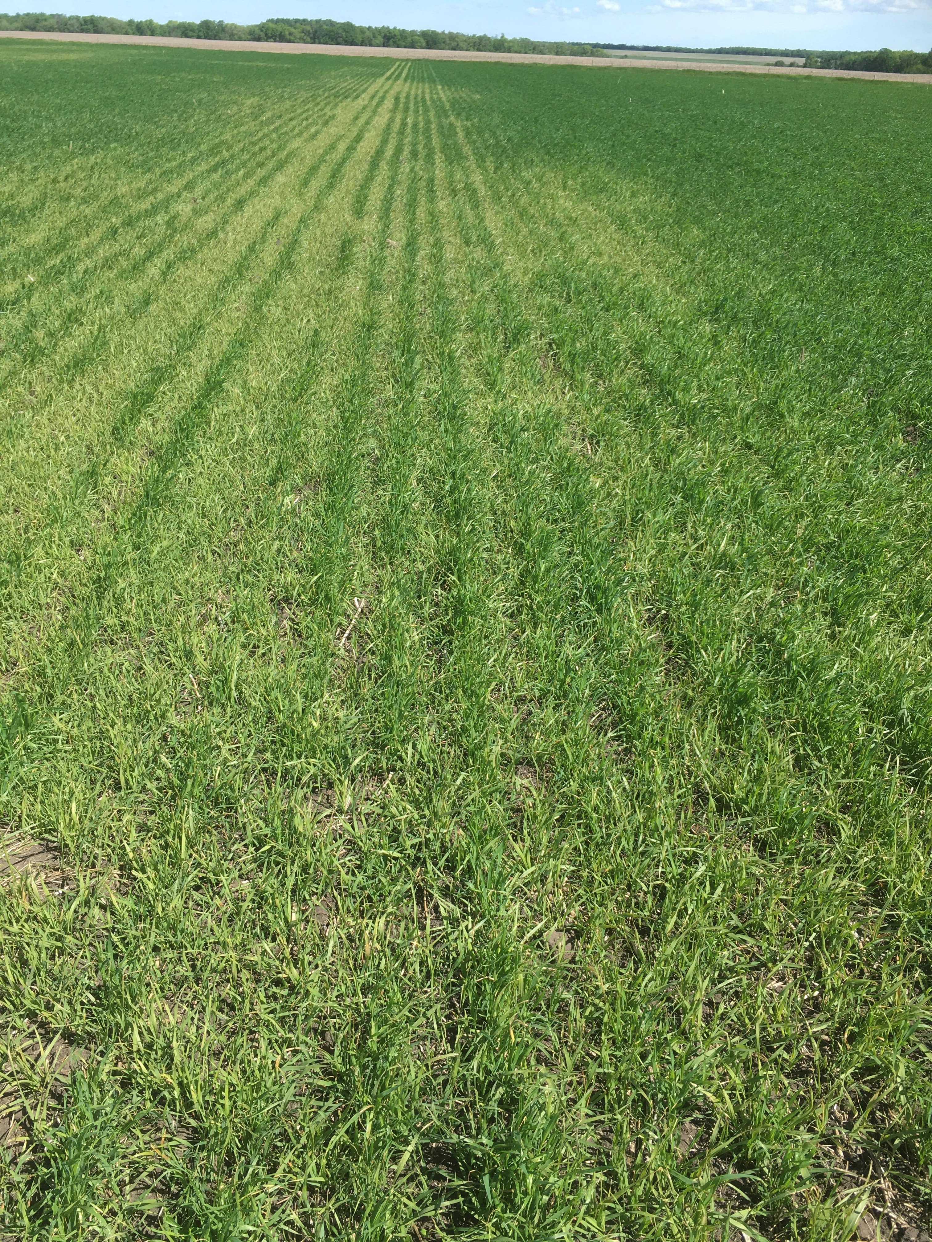 Chlorosis of wild oats between rows of wheat following application of Group 2 herbicide. 