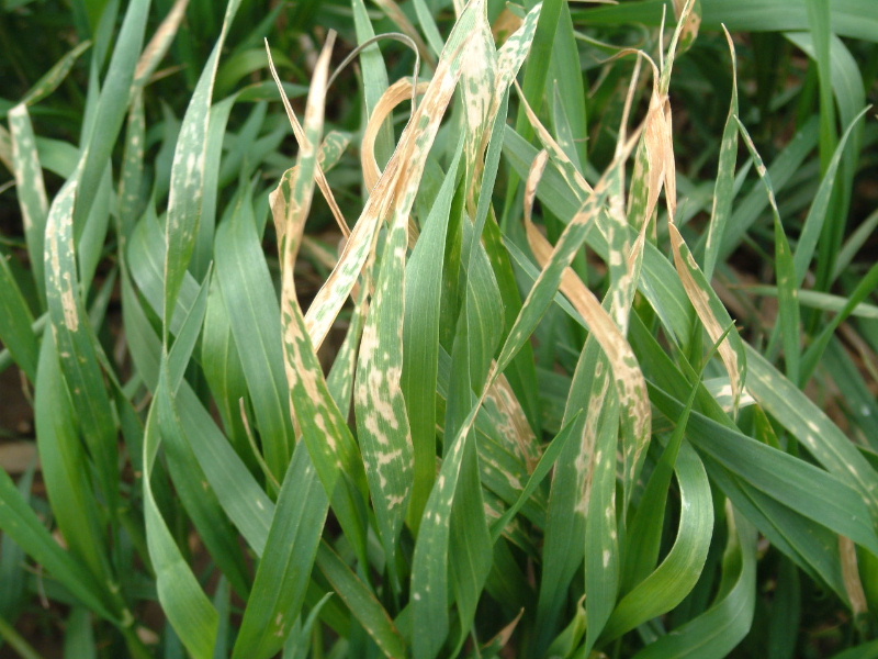 Group 6 herbicide applied with adverse weather conditions