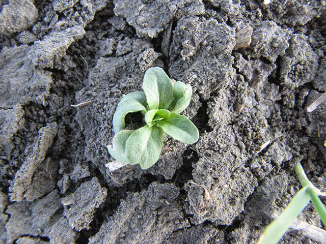 Drawstring effect on stinkweed leaf. 