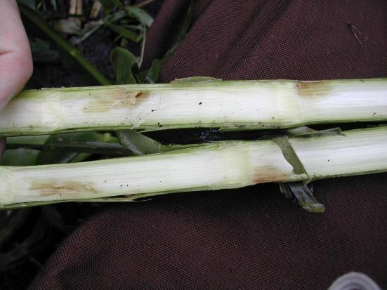 Corn stalk damaged by hail