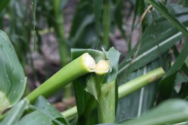 Corn stalk damaged by green snap