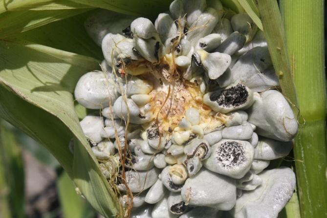 Common smut on corn ear